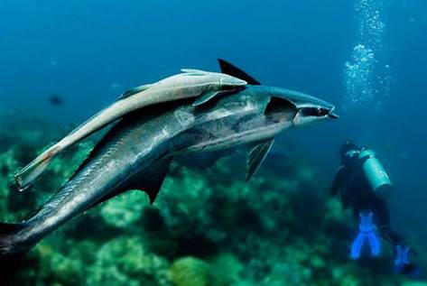 D31E706960893B7207823BFA660_BB19B6D3_44CA